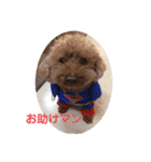 pola  1（個別スタンプ：12）