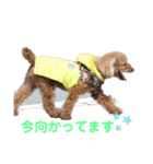 pola  1（個別スタンプ：15）