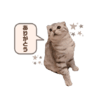 たぬもた⑩（個別スタンプ：1）