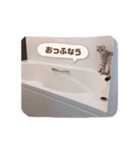 たぬもた⑩（個別スタンプ：3）