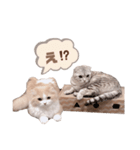 たぬもた⑩（個別スタンプ：7）