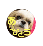 シーズーのらんちゃん（個別スタンプ：1）