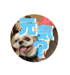 シーズーのらんちゃん（個別スタンプ：2）