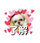 シーズーのらんちゃん（個別スタンプ：4）