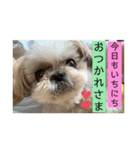 シーズーのらんちゃん（個別スタンプ：9）