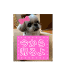 シーズーのらんちゃん（個別スタンプ：10）