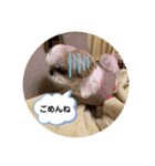 シーズーのらんちゃん（個別スタンプ：12）