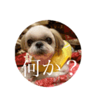 シーズーのらんちゃん（個別スタンプ：13）