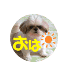 シーズーのらんちゃん（個別スタンプ：14）