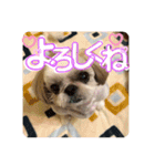 シーズーのらんちゃん（個別スタンプ：15）