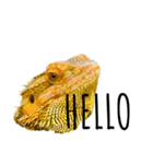 my little reptiles（個別スタンプ：7）