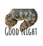 my little reptiles（個別スタンプ：11）