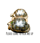 my little reptiles（個別スタンプ：13）