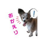 マイレジェンドペットのチビのスタンプ（個別スタンプ：4）