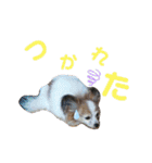 マイレジェンドペットのチビのスタンプ（個別スタンプ：14）