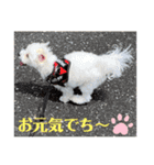 めりるでちの日常❤️（個別スタンプ：13）