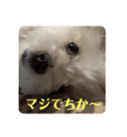 めりるでちの日常❤️（個別スタンプ：22）
