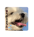 めりるでちの日常❤️（個別スタンプ：24）