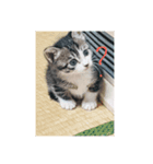 ステイホームキャット（個別スタンプ：5）