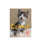 ステイホームキャット（個別スタンプ：7）