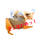 こむぎちゃんスペシャル（個別スタンプ：1）