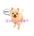 こむぎちゃんスペシャル（個別スタンプ：2）