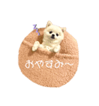 こむぎちゃんスペシャル（個別スタンプ：3）