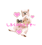 こむぎちゃんスペシャル（個別スタンプ：4）