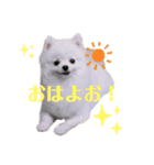 こむぎちゃんスペシャル（個別スタンプ：5）
