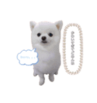こむぎちゃんスペシャル（個別スタンプ：6）