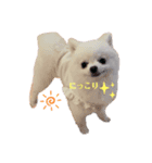こむぎちゃんスペシャル（個別スタンプ：8）