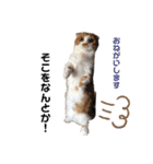愛猫まんちかん。（個別スタンプ：1）