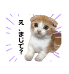 愛猫まんちかん。（個別スタンプ：7）