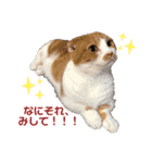 愛猫まんちかん。（個別スタンプ：8）