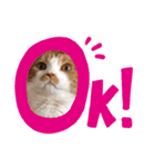 愛猫まんちかん。（個別スタンプ：10）