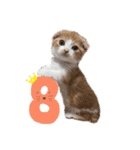 愛猫まんちかん。（個別スタンプ：11）