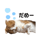 愛猫まんちかん。（個別スタンプ：12）