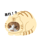 愛猫まんちかん。（個別スタンプ：13）