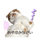 愛猫まんちかん。（個別スタンプ：14）