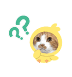 愛猫まんちかん。（個別スタンプ：16）