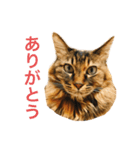 あきあきあきたん（個別スタンプ：1）