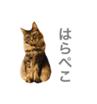 あきあきあきたん（個別スタンプ：5）