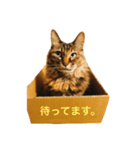 あきあきあきたん（個別スタンプ：6）
