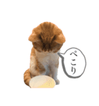 食いしん坊William（個別スタンプ：1）