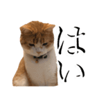 食いしん坊William（個別スタンプ：4）