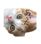 食いしん坊William（個別スタンプ：5）