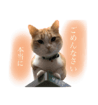 食いしん坊William（個別スタンプ：6）