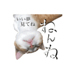 食いしん坊William（個別スタンプ：11）
