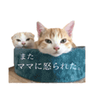 食いしん坊William（個別スタンプ：12）
