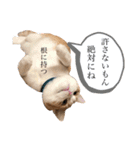 食いしん坊William（個別スタンプ：15）
